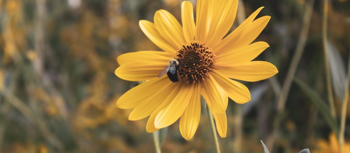 Honey Bee on Pollinating a Yellow Sunflower